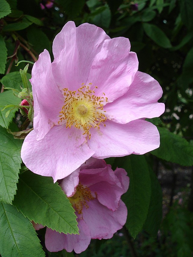 Файл:Hybrid tea rose - Korlita.jpg — Википедия