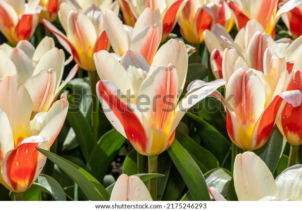 Photo Tulipa 'Hearts Delight ...