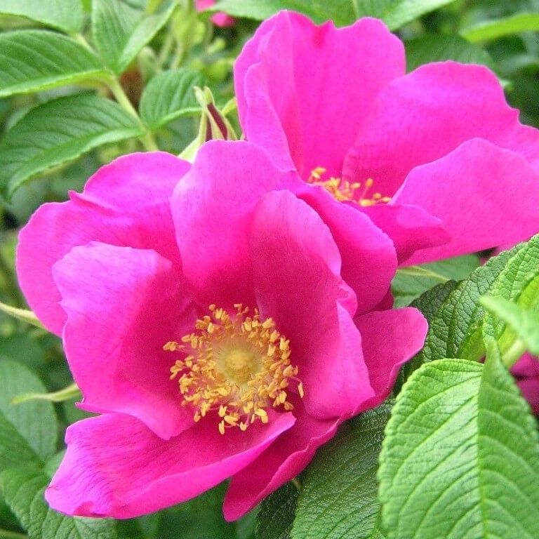 Купить семена Роза Морщинистая (Rosa rugosa) в интернет ...