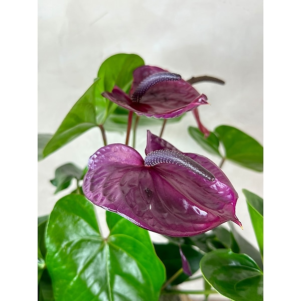 Anthurium in Knoxville TN - Halls Flower Shop