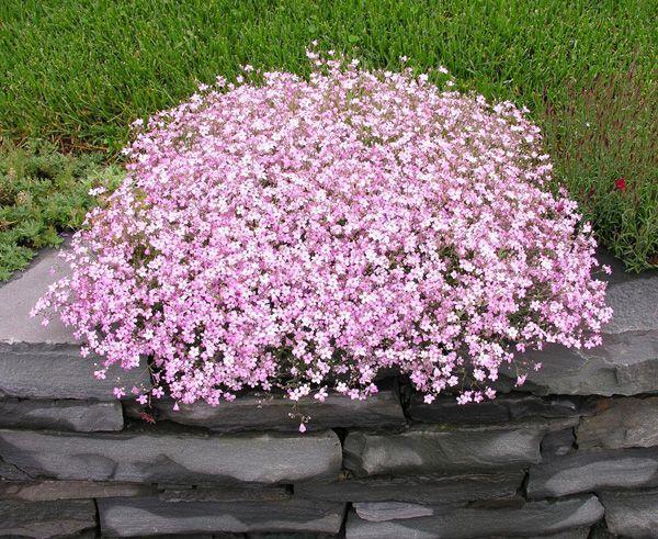 Гипсофила метельчатая махровая Снежки (Gypsophila paniculata)