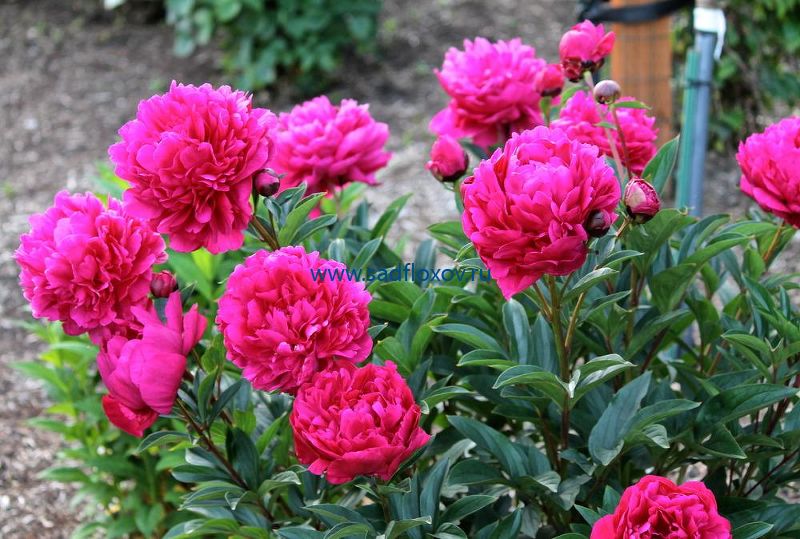 Paeonia, Red Peony 'Kansas' | Gertens Garden Center