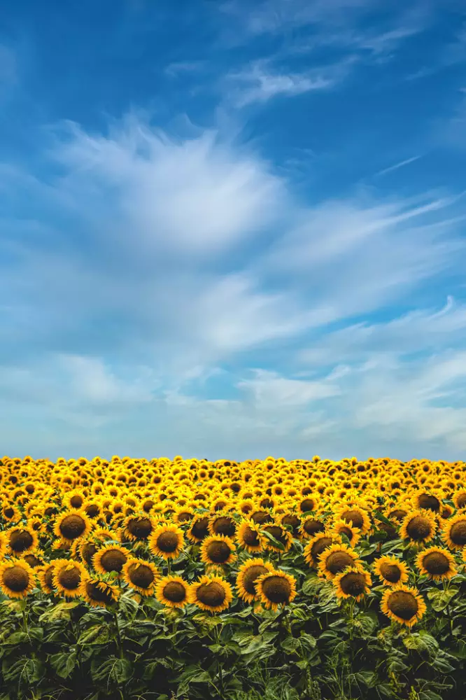 🌻 Поле подсолнухов в Нижегородской области! Далеко, но очень ...