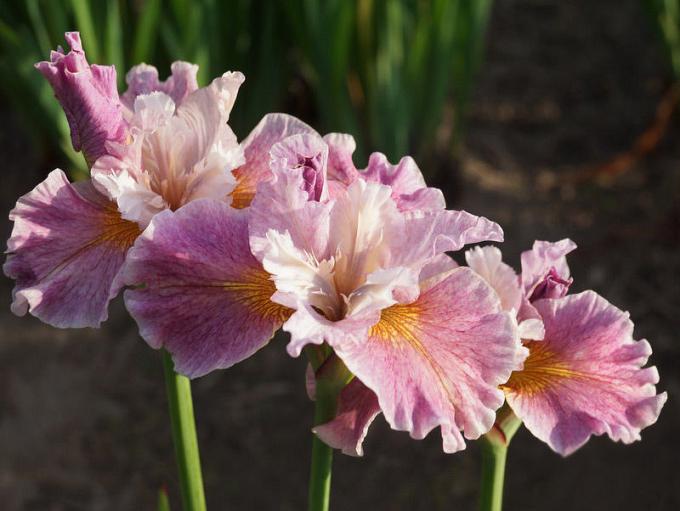 Iris sibirica `Blue King ...