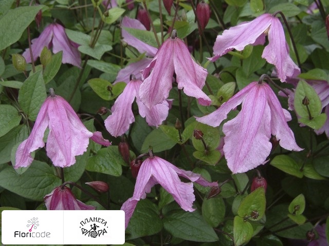 Клематис Алионушка /Clematis Alionushka /