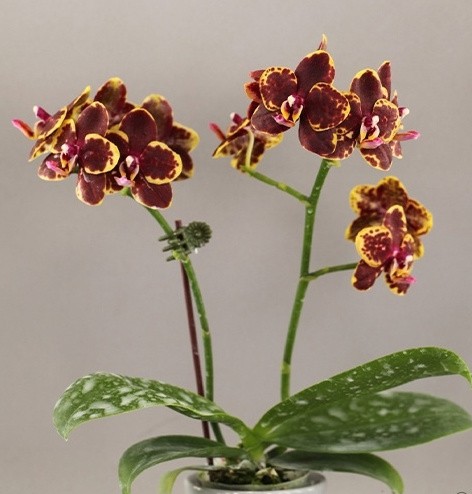 Phalaenopsis Sogo Lawrence — Растения Оптовая FlorAccess