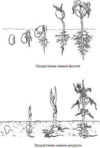 Каковы различия между низшими и высшими растениями?