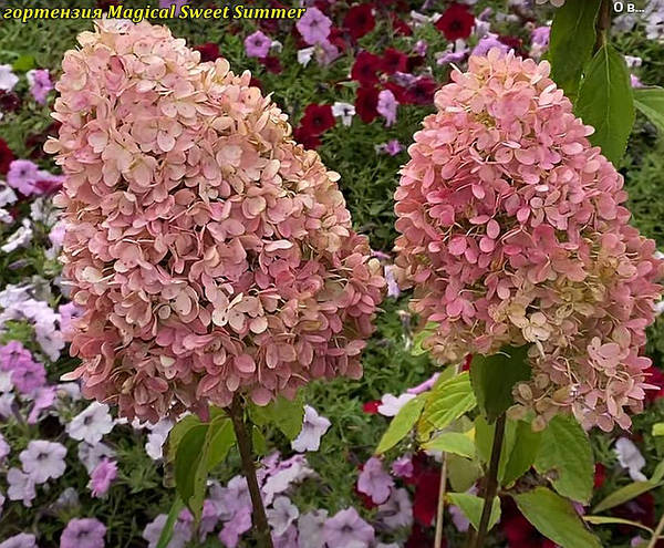 Гортензия Мэджикал Свит Саммер (Magical Sweet Summer)