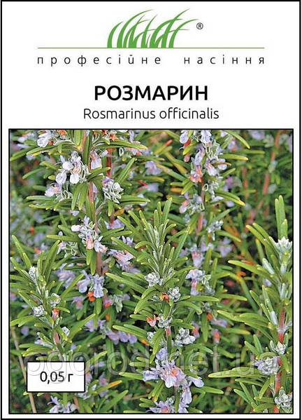 Розмарин цветет куст фон Свежий rosmarinus officinalis синий ...