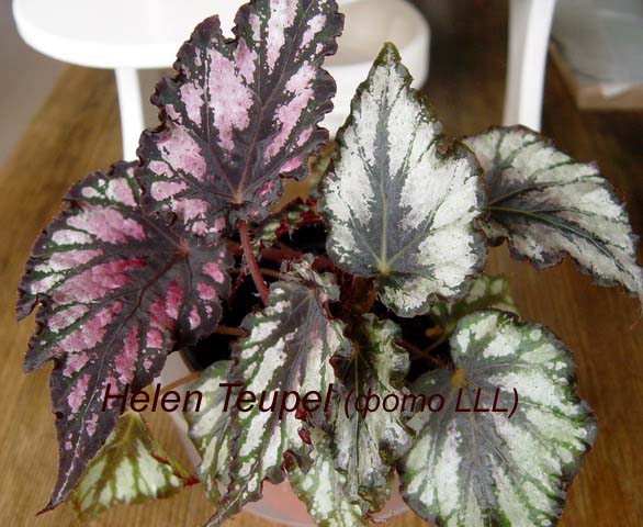 Begonia 'Helen Teupel' ~ 25cm - Sklep z roślinami CocaFlora