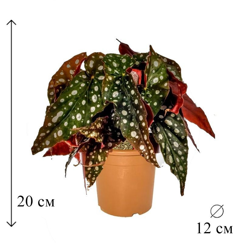 Бегония пятнистая begonia maculata - купить за 300 руб. на ВК ...