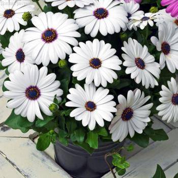 Остеоспермум (Osteospermum) или 