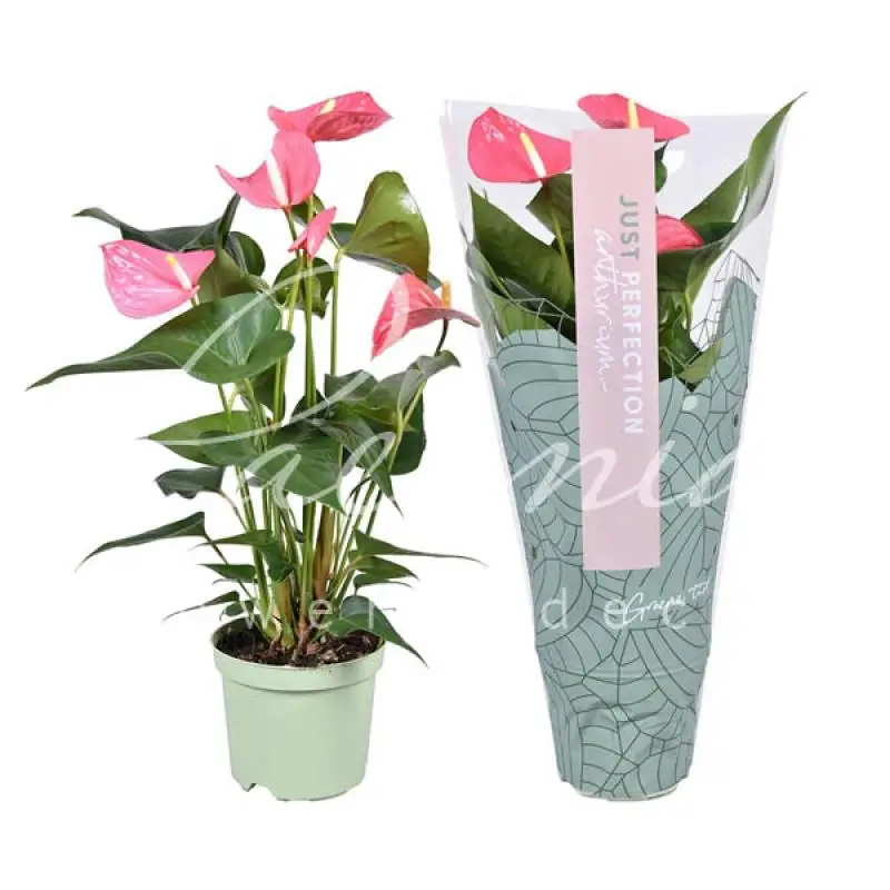 Anthurium Plant in Duluth MN - Engwall Florist & Gifts