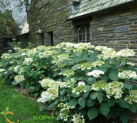 Hydrangea arborescens `Hayes Starburst ...