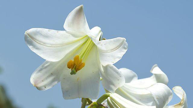 Лилия садовая - Liliaceae. Уход за лилиями, выращивание ...