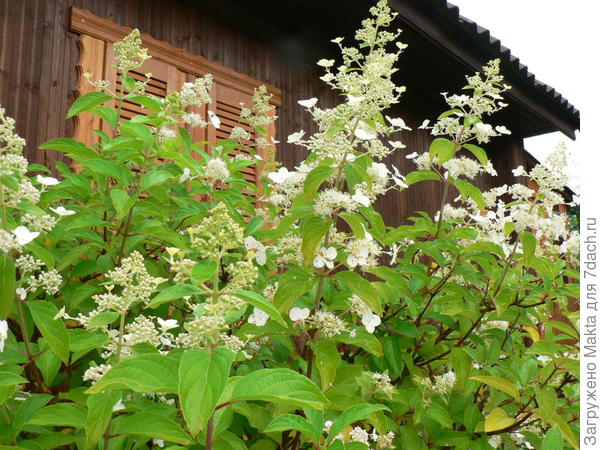 Гортензия метельчатая Киушу Hidrangea paniculata 