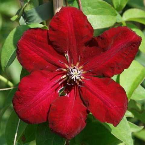 Clematis 'Mazury Crater Lake' - GARDENIDEA