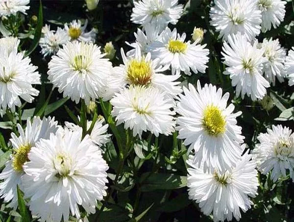 Астра альпийская Блу (Aster alpinus Blue)