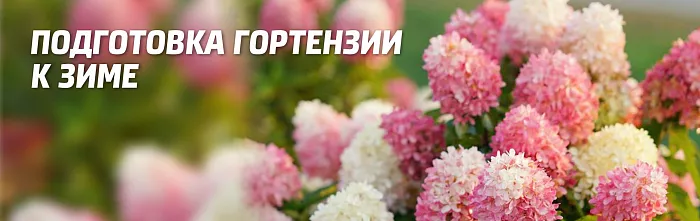 Метельчатая гортензия: как осенью ...