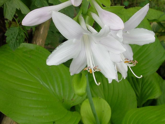 Хоста подорожниковая (Hosta plantaginea ...