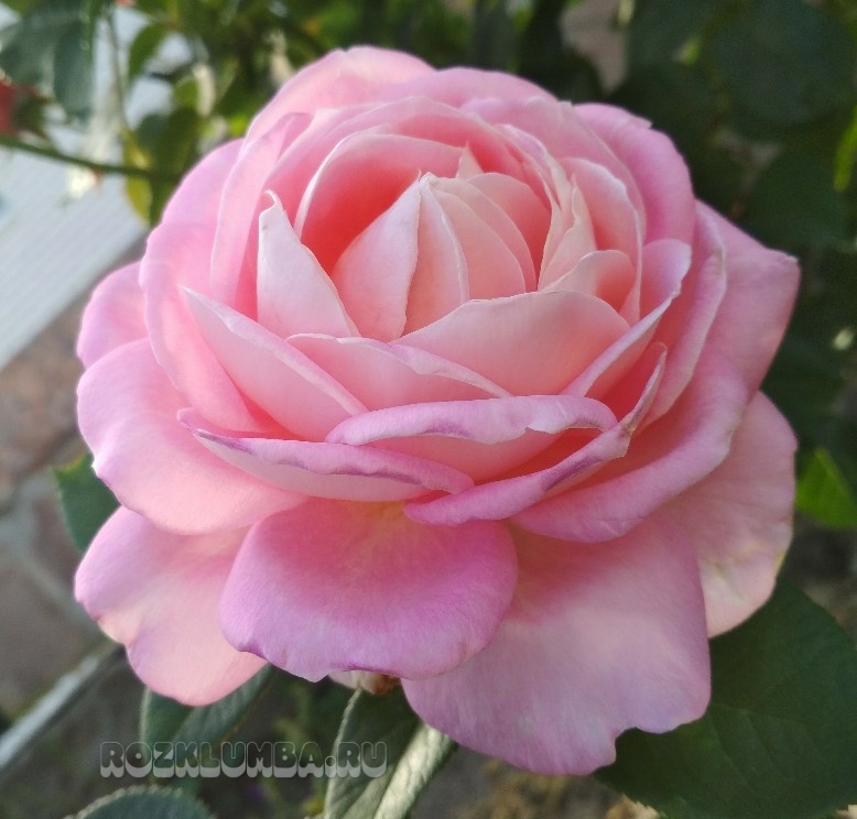 Heirloom Roses Fragrant Rose Bush - Amazing Grace‚Ñ¢ Shrub ...