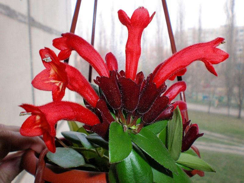 Aeschynanthus 'Japhrolepis' - Avenir shop