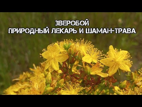 Искусственный цветок Зверобой полевой Вещицы - цена 485 ...