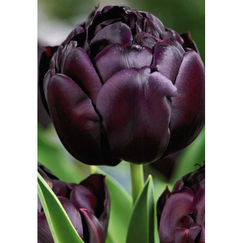 TULIPS DARK SOUL 45cm | Wholesale Dutch ...