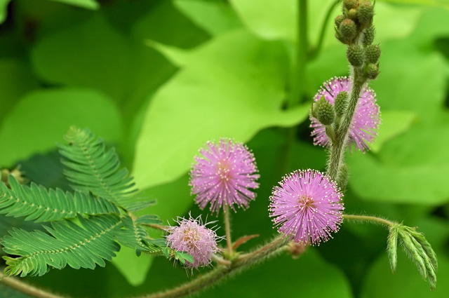 Мимоза стыдливая (Mimosa Pudica)