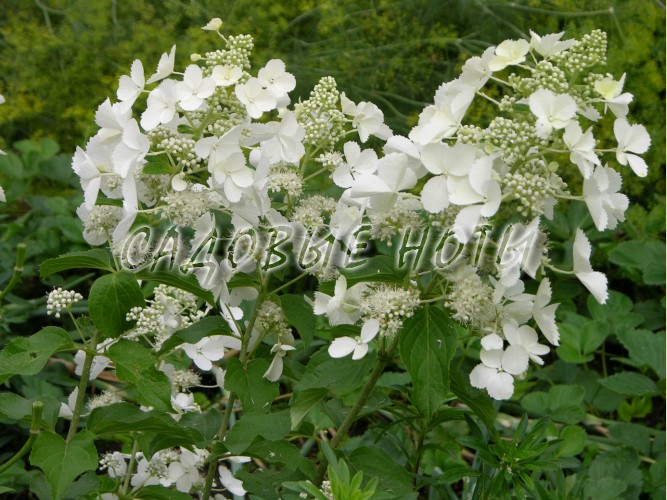 Гортензия метельчатая «Вайт Леди», Hydrangea paniculata ...