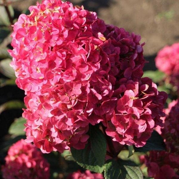 Hydrangea paniculata 'Pink Diamond', Гортензия метельчатая ...