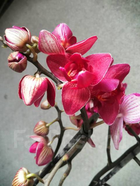 Фаленопсис пелорик (Phalaenopsis I-Hsin Spot Leopard “Peloric ...