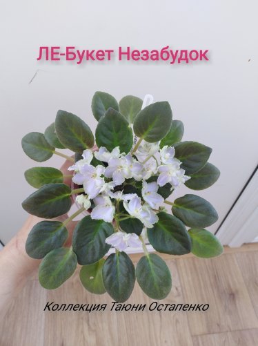 Букет из фиалок (62 фото)