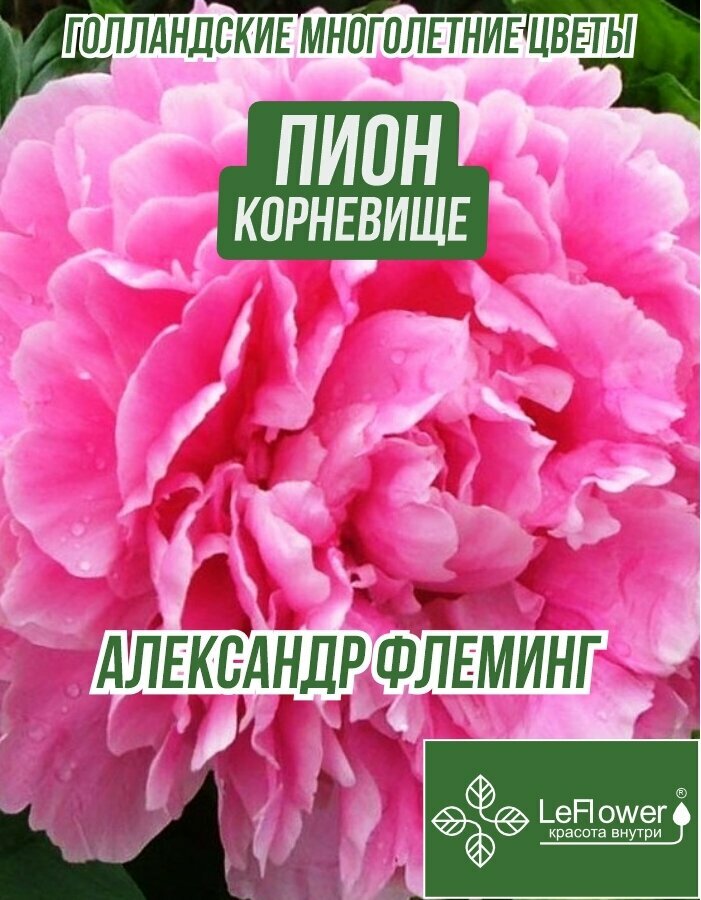 Пион Александр Флеминг: продажа, цена в Минске. Живые цветы и ...