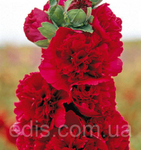 Мальва цветы (Malvae sylvestris flores) 50 г: продажа, цена в ...