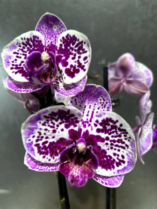 Орхидея Phalaenopsis Montreux, отцвел ...