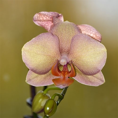 Орхидея Phal. Ox Rainbow бабочка ...