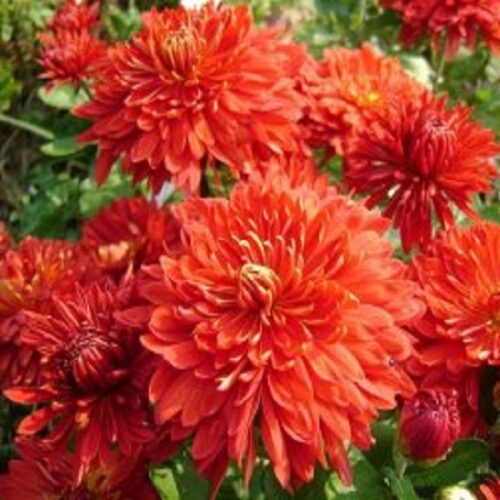 Хризантема (Chrysanthemum) - осенний цветок