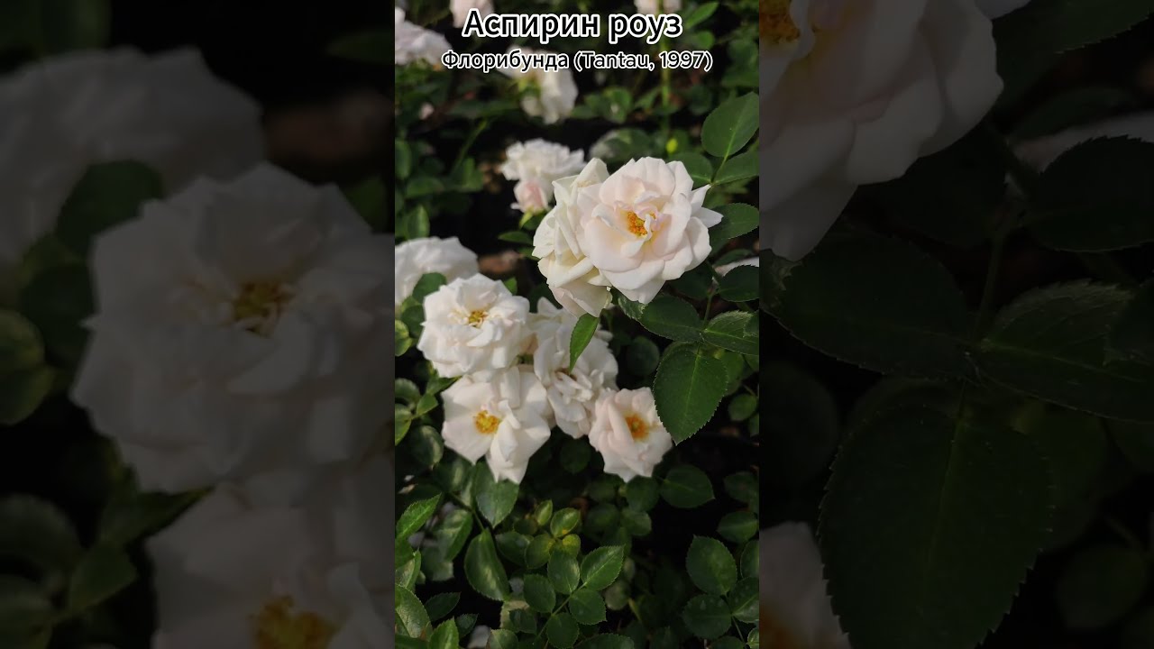 Аспирин Роз (Aspirin Rose)