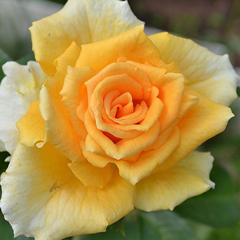 Michelangelo Hybrid Tea Rose