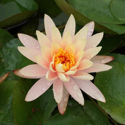 Free Photos | water lilies floating in the pond