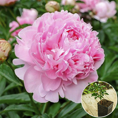 Photo of Paeonia Raspberry Sundae (Peony)