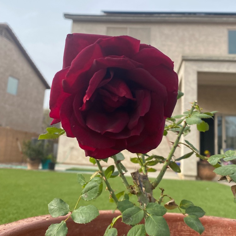 Oklahoma State Flower - The Oklahoma Rose - ProFlowers Blog