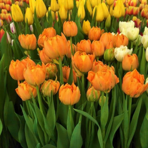 Orange Tulip Bulbs - Orca