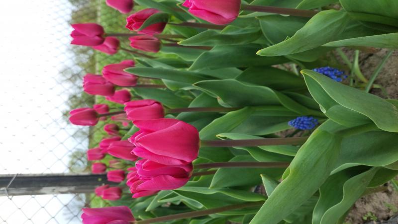 Tulipa triumph 'Pink Ardour' 5 pcs. - Bilscy.info