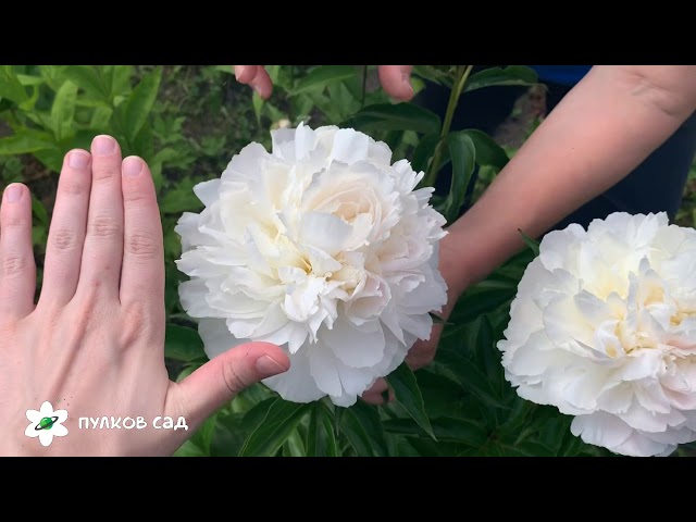 Paeonia Mother's Choice