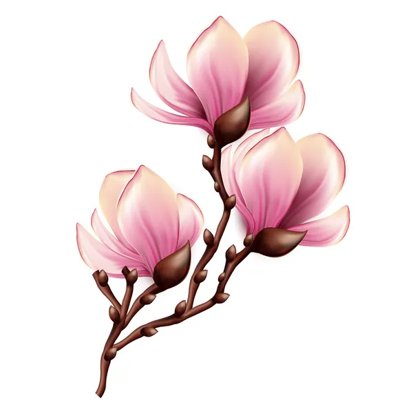 Цветок магнолии. Рисунок. Magnolia