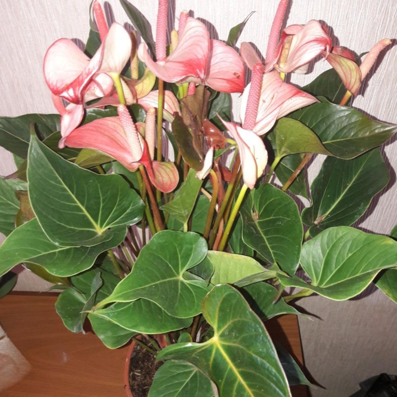 Anthurium Princess Amalia Hot Lips, the ...