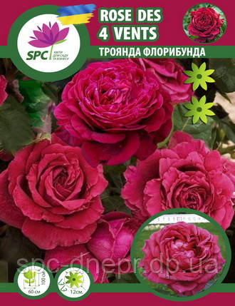 Каталог :: Розы :: Флорибунда :: Роза четырёх ветров (Rosedes ...