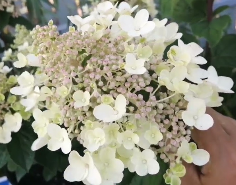 Hydrangea paniculata Bee ...